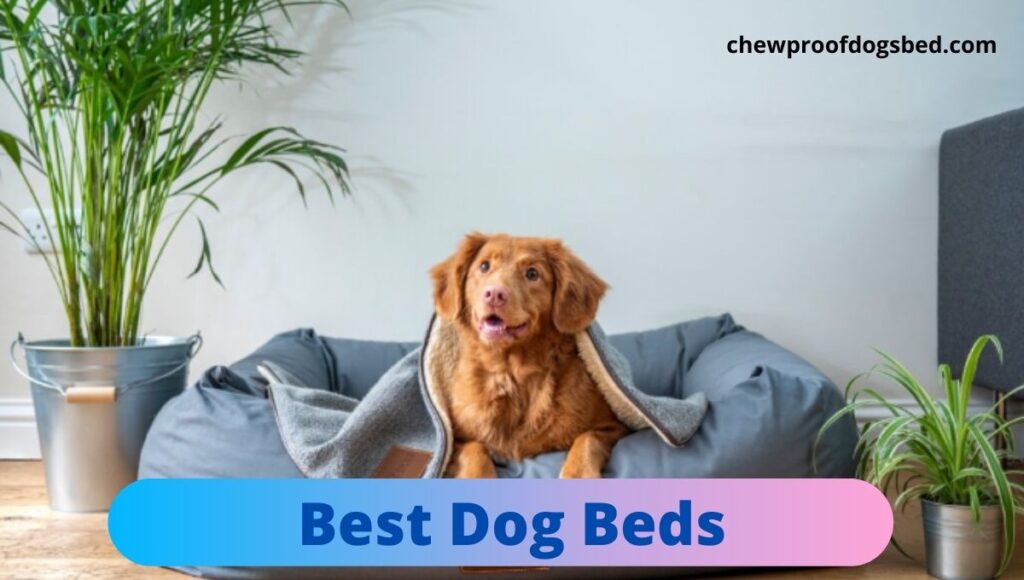 Best Dog Beds 2021 Top 5 Best Dog Beds for Large Dogs [Buyer's Guide]