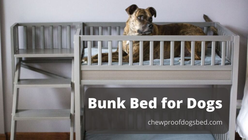 dog bunk beds