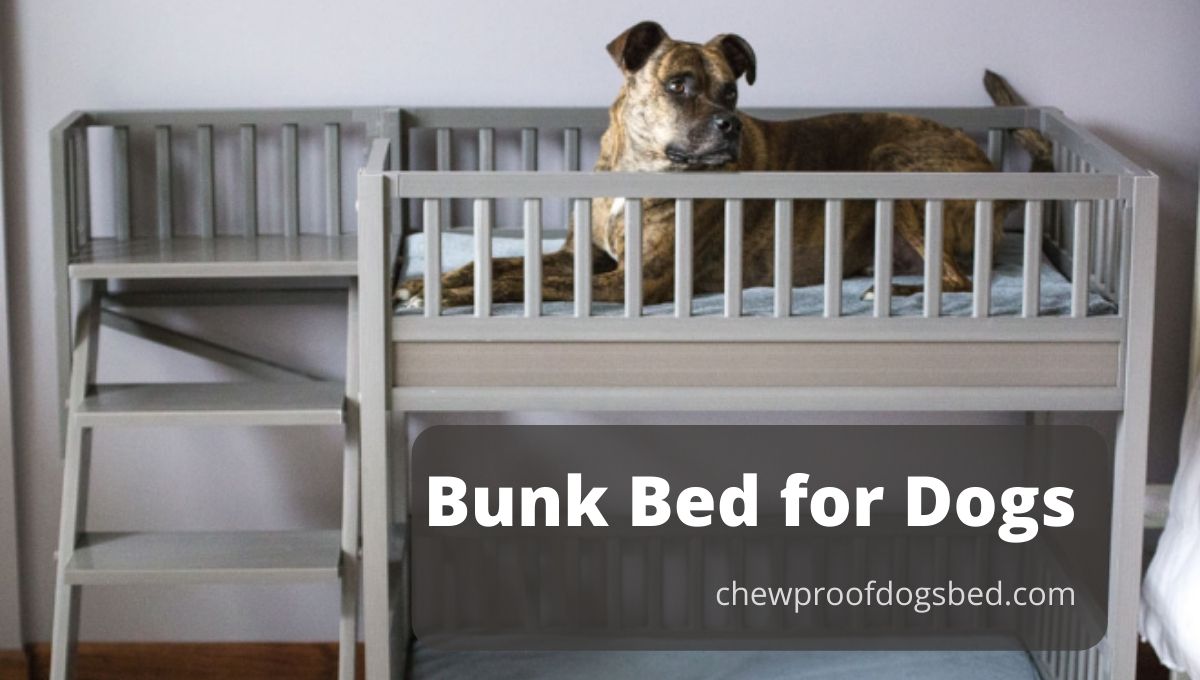 Dog Bunk Beds 2021 10 Best Double, Pet Bunk Bed