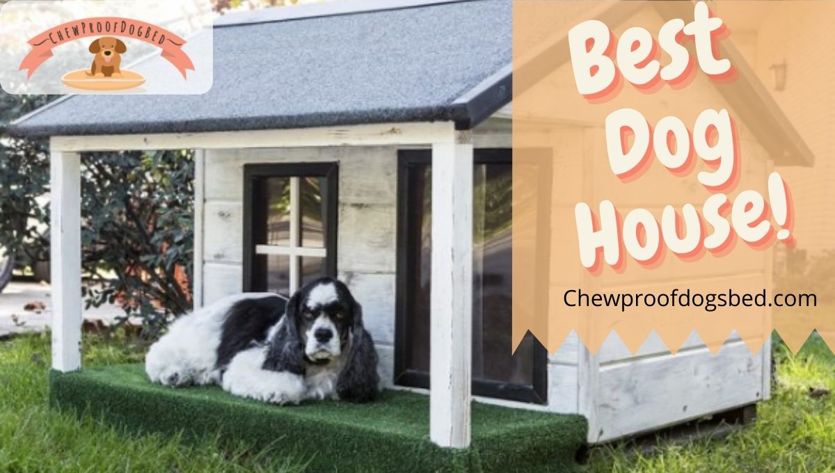 Best Dog House 2022: 10 Best Dog Houses in the World [Buyer’s Guide]