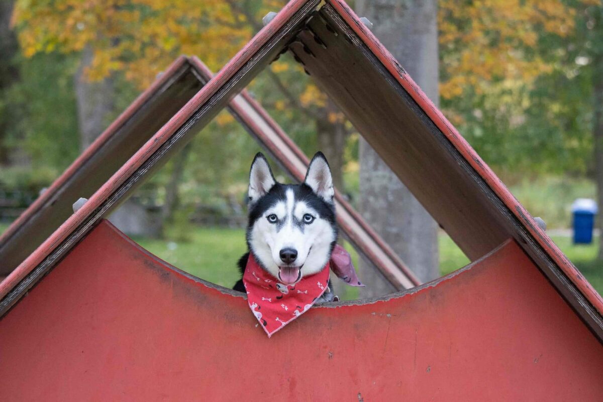 Dog House Training The Perfect AgeBased Dog House Training