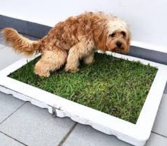 How to potty train puppy | Complete Guide with Some Simple Steps