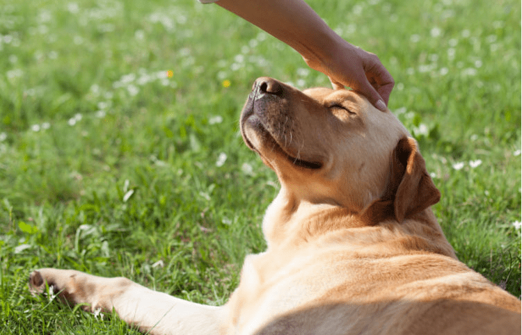 praise-dog-training
