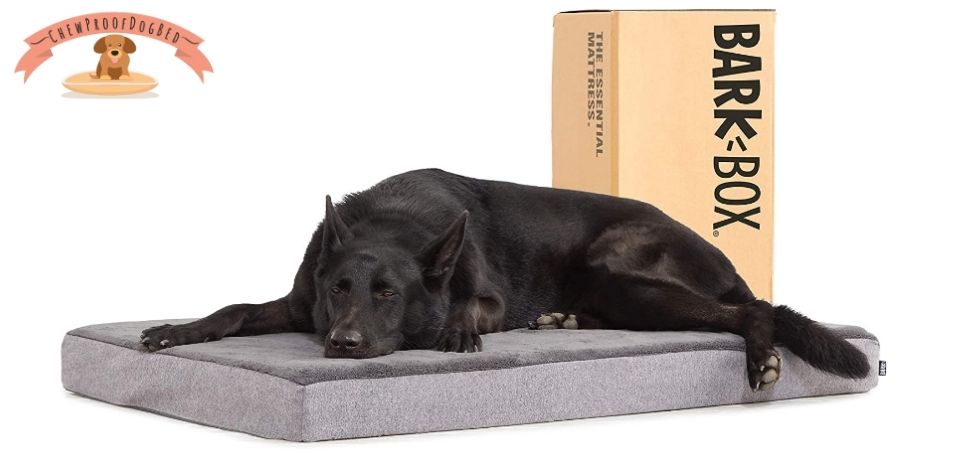 Bark Box Dog Bed