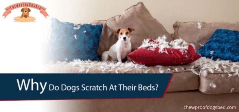 Why Do Dog Scratch their Beds?