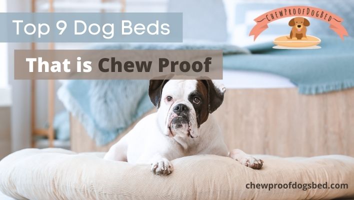 Dog bed that is chew proof