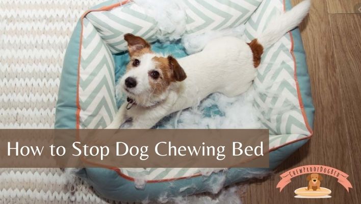 how to stop dog chewing bed