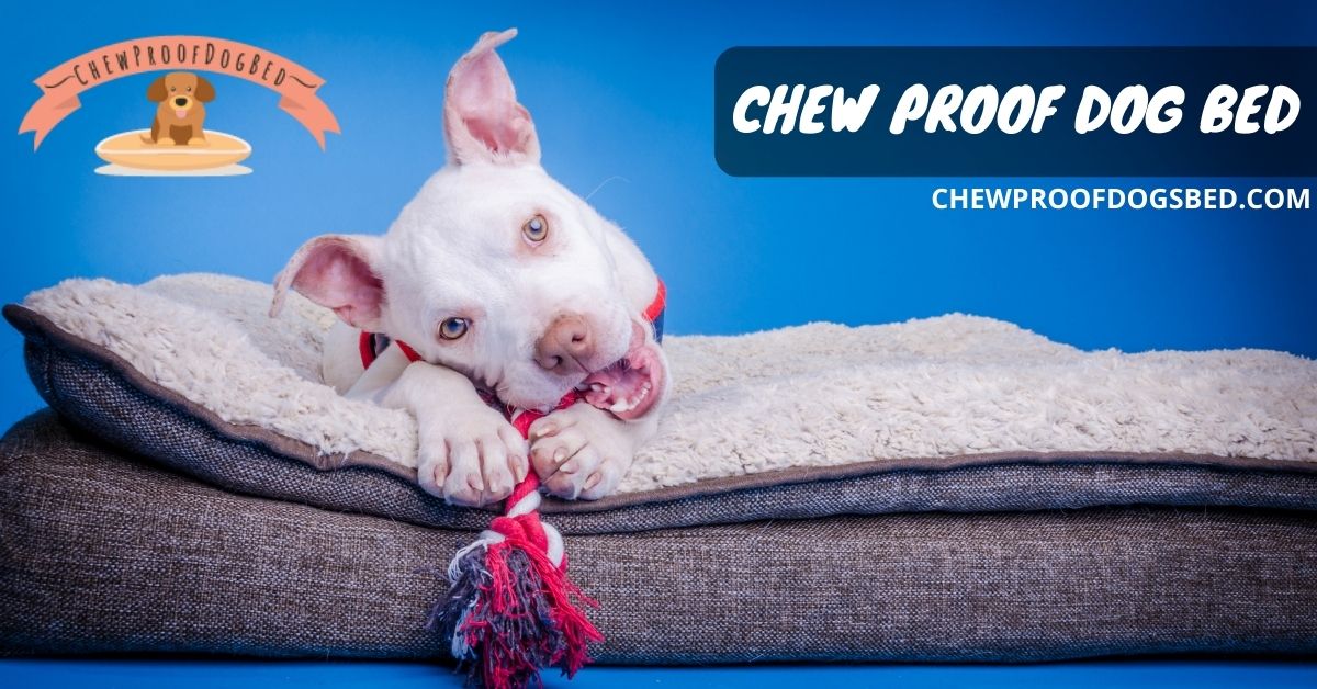 Chew Proof Dog Bed