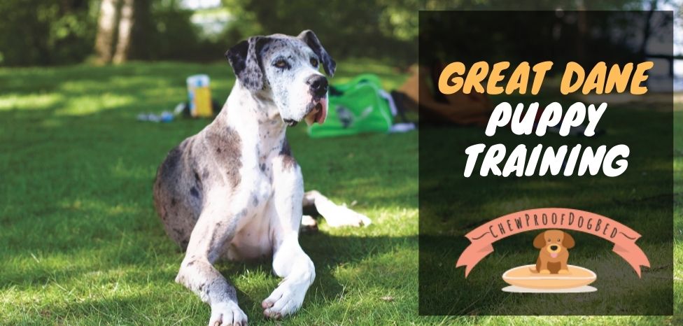 Great Dane Puppy Training | 6 Tips to Train your Great Dane in 2023