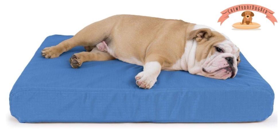 Best Chew Proof Dog Bed