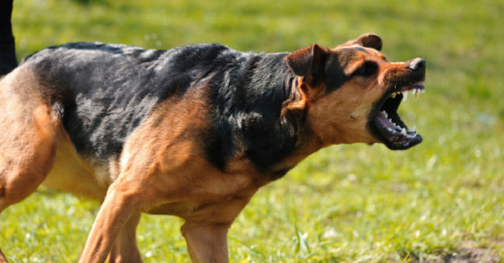 dog-aggression-training-cost-