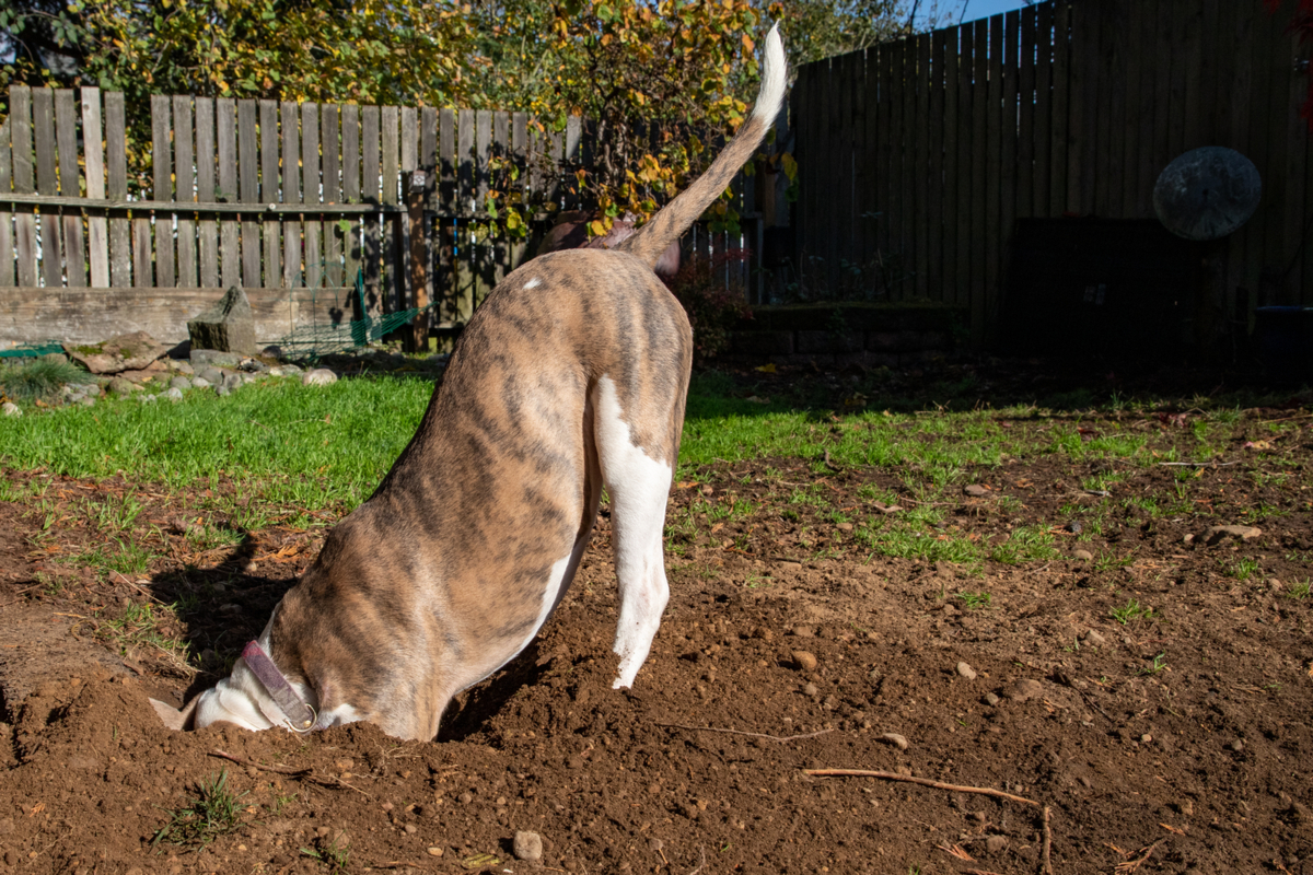 how to stop dog-digging-yard