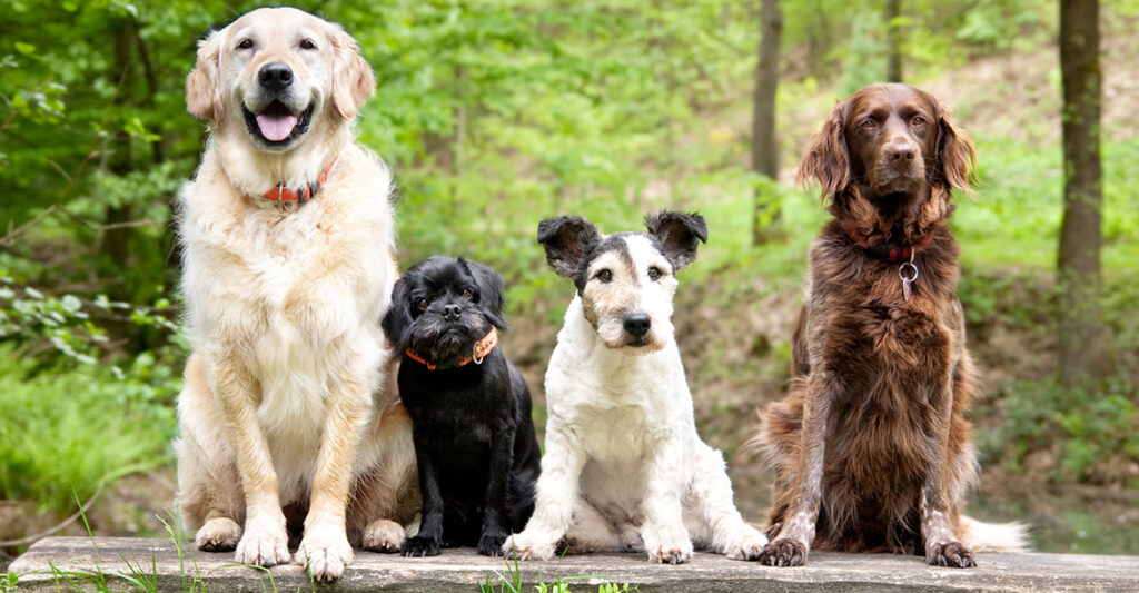 best dog breeds