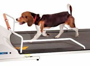 dog-treadmill