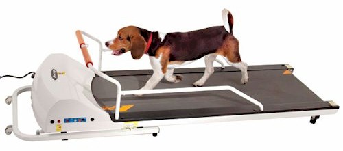 dog-treadmill