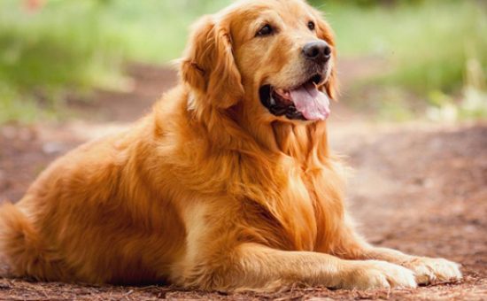 golden-retriever