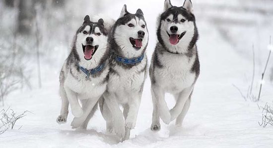huskies_snow_l